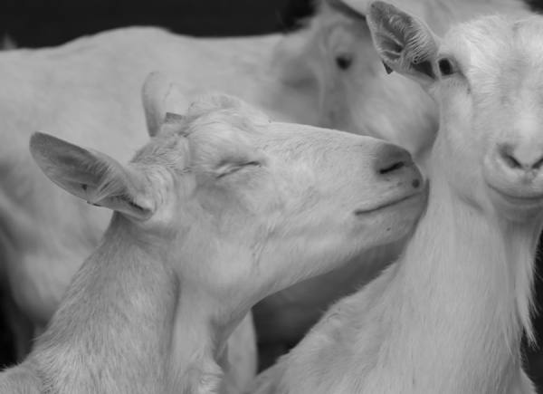 Photograph Gert Van Den Bosch I Talk Dirty To You on One Eyeland